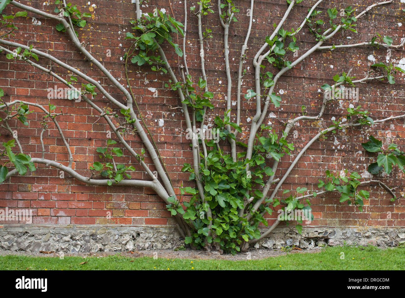 Feigenbaum (Ficus Karien). Wächst in einem ummauerten Garten. Mehrere Stämme aus einem einzelnen Wurzelstöcken, ausgebildet oben eine Wand. Stockfoto