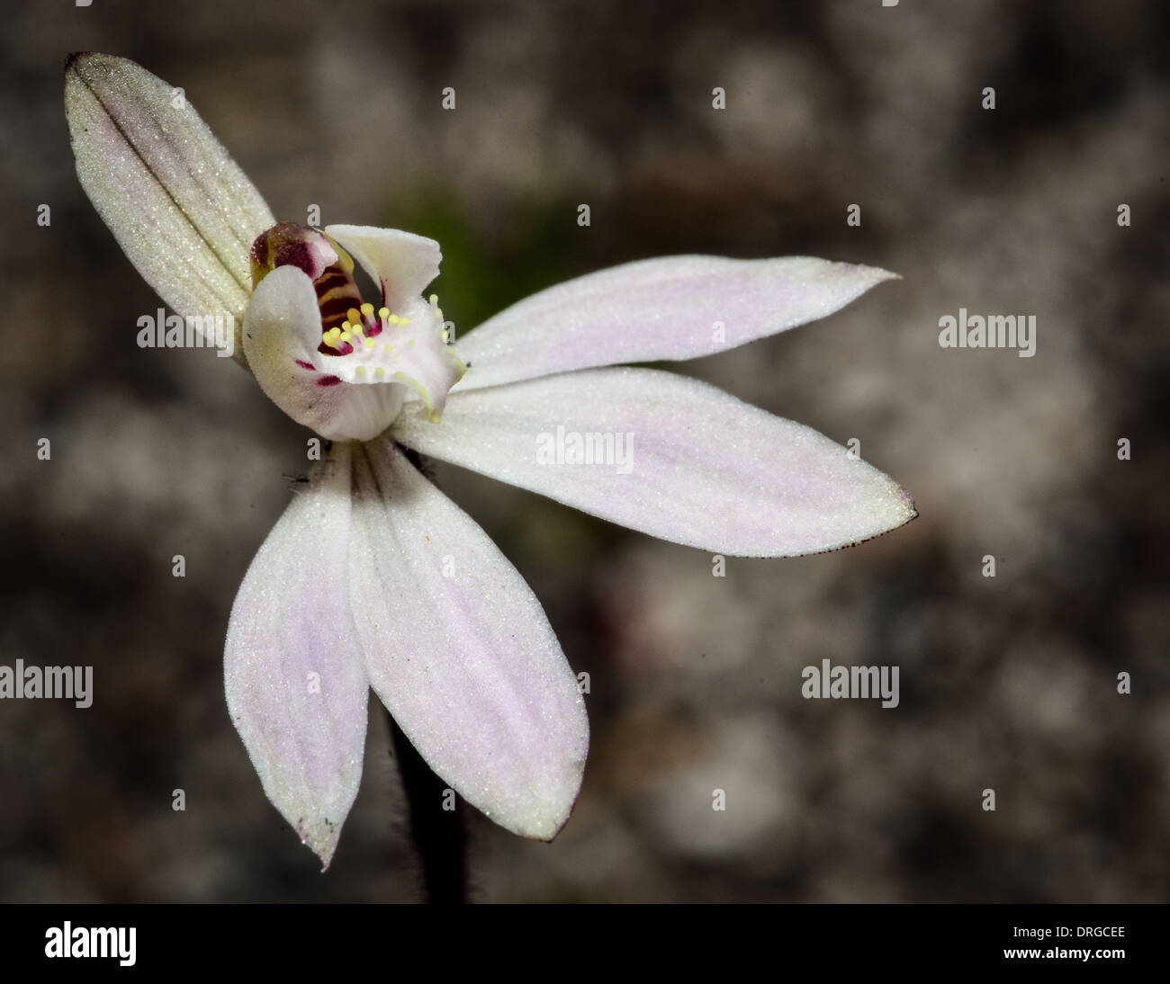 Finger-Orchidee Makro. Stockfoto