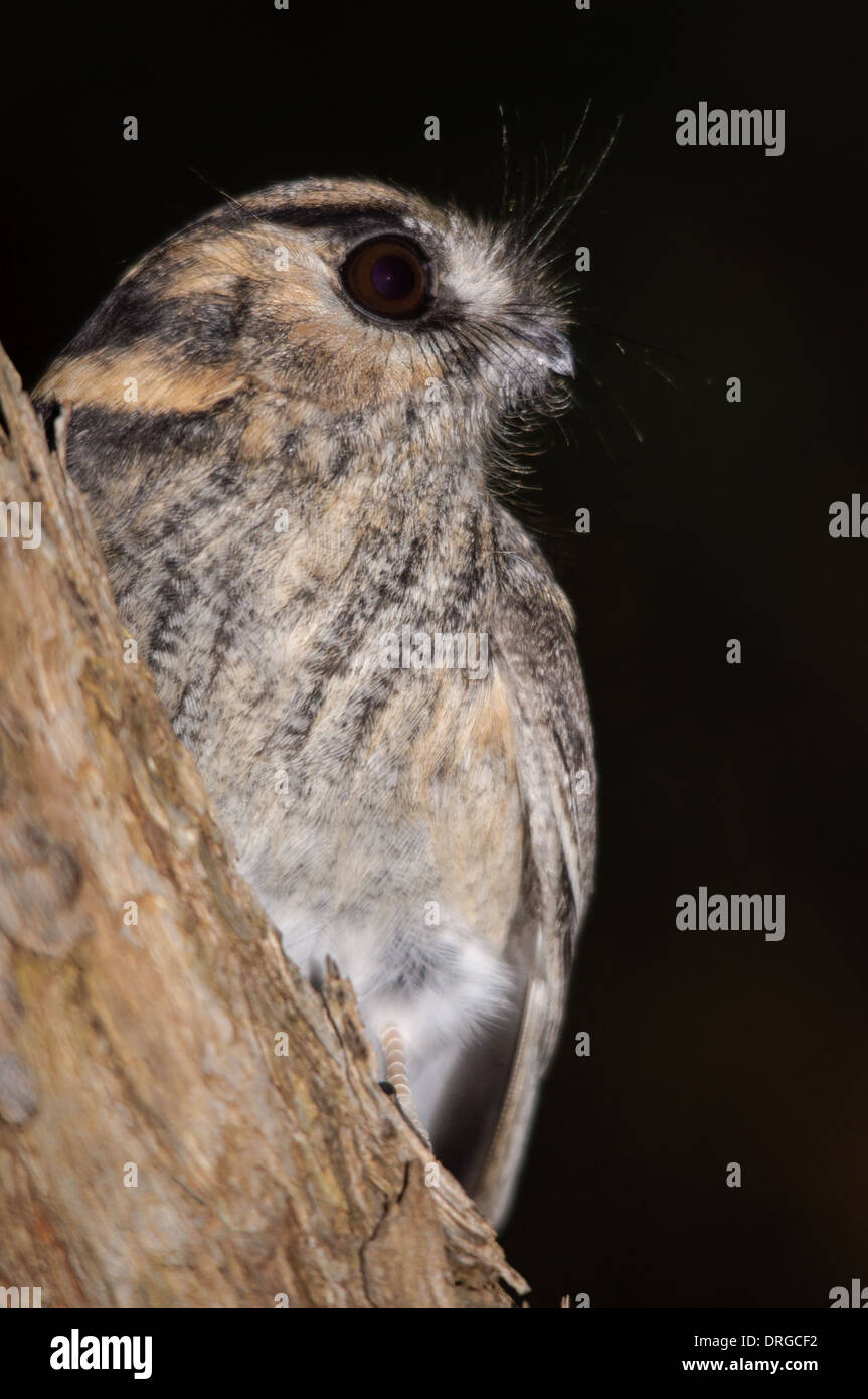 Australische Owlet Ziegenmelker Profil. Stockfoto