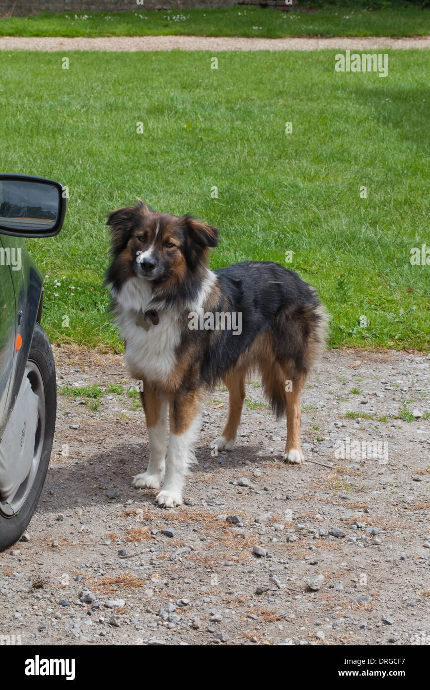 Arbeiten Collie. Haushund (Canis Lupus Familiaris). Selektiv gezüchtet Rasse für Hirten mit Schafen arbeiten. Stockfoto
