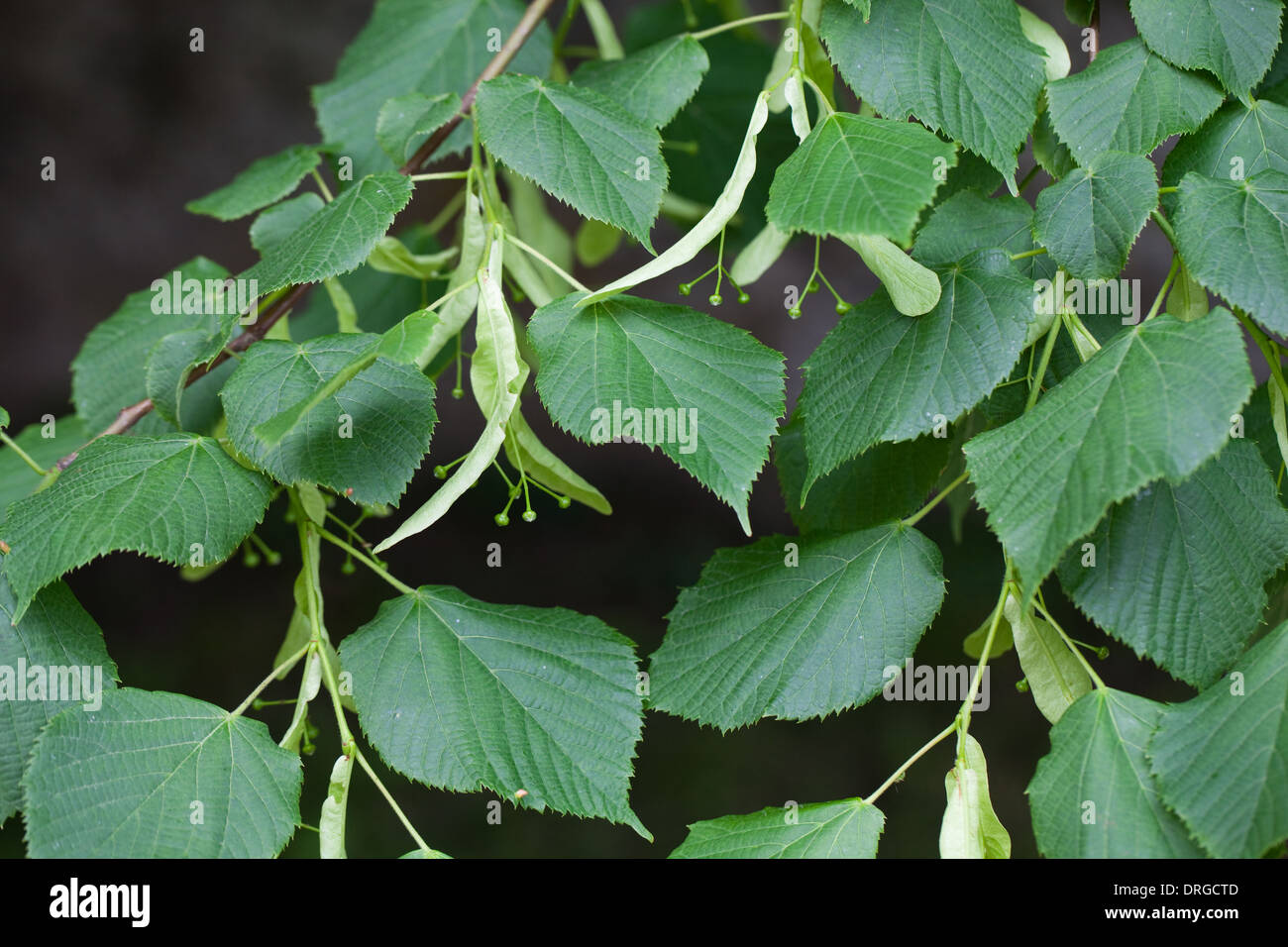 Gemeinsamen Linde (Tilia X Europaea). Blättern und wachsenden Früchten. Juni. Sussex. England. Stockfoto