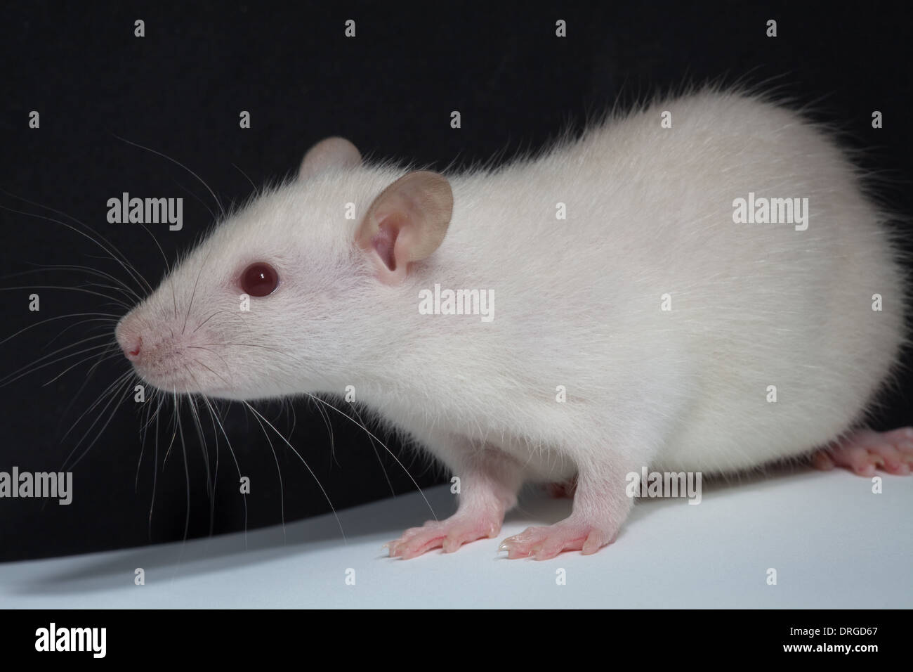 Weiß, Albino, inländische Ratte (Rattus Norvegicus). Melanin Pigmentierung fehlt, damit Augen zum Beispiel erscheinen rosa oder rot. Stockfoto