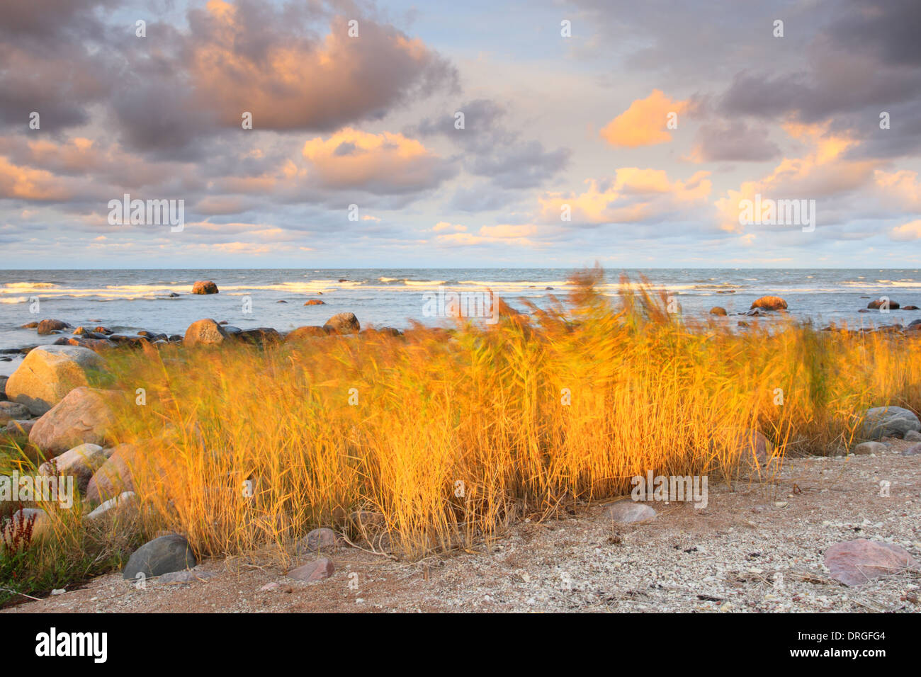 Flammende Reed gequält durch die steigende Sonne und Bewegung im Schilf durch Wind. Insel Hiiumaa, Estland Stockfoto
