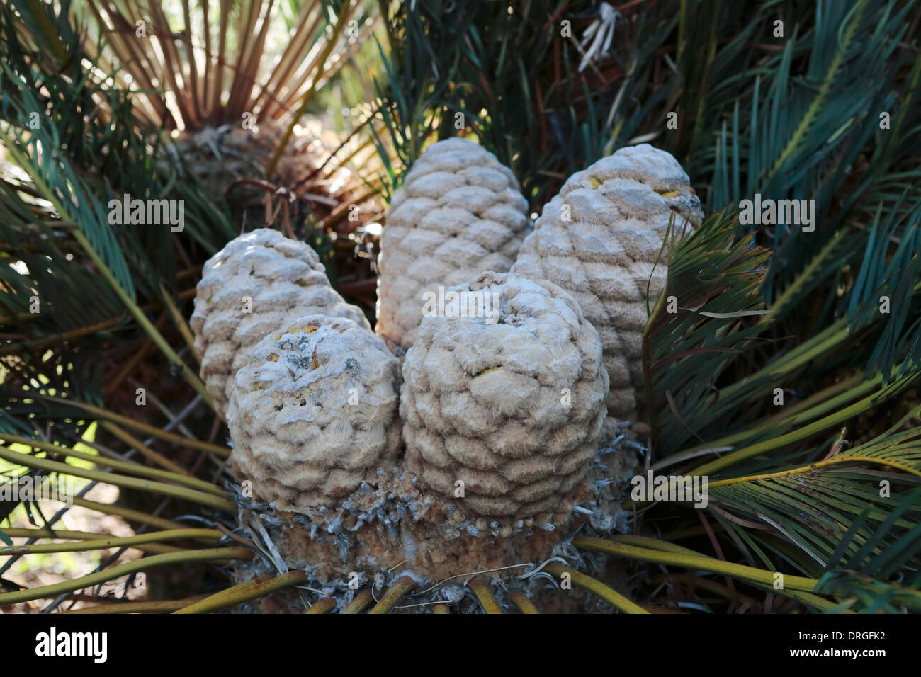 Weibliche Kegel von Encephalartos Friderici-Guilielmi (weißhaarige Cycad), eine südafrikanische Cycad Spezies Stockfoto