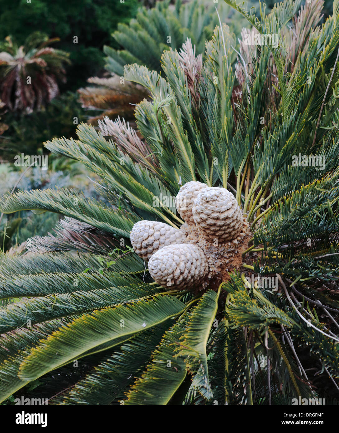 Weibliche Kegel von Encephalartos Friderici-Guilielmi (weißhaarige Cycad), eine südafrikanische Cycad Spezies Stockfoto