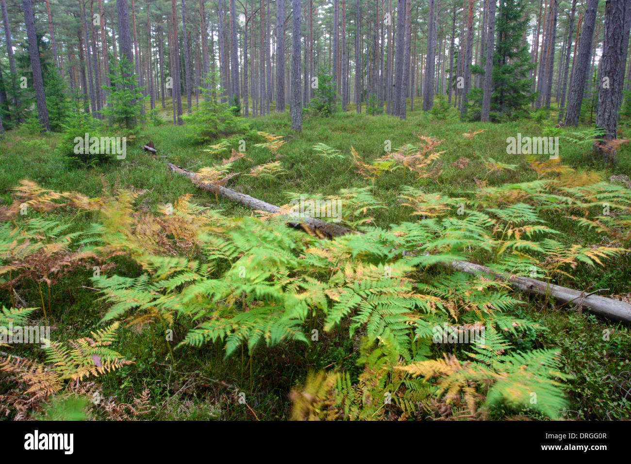 Farne im Pinienwald, Hiiumaa Insel, Halbinsel Kõpu, Estland, Europa Stockfoto