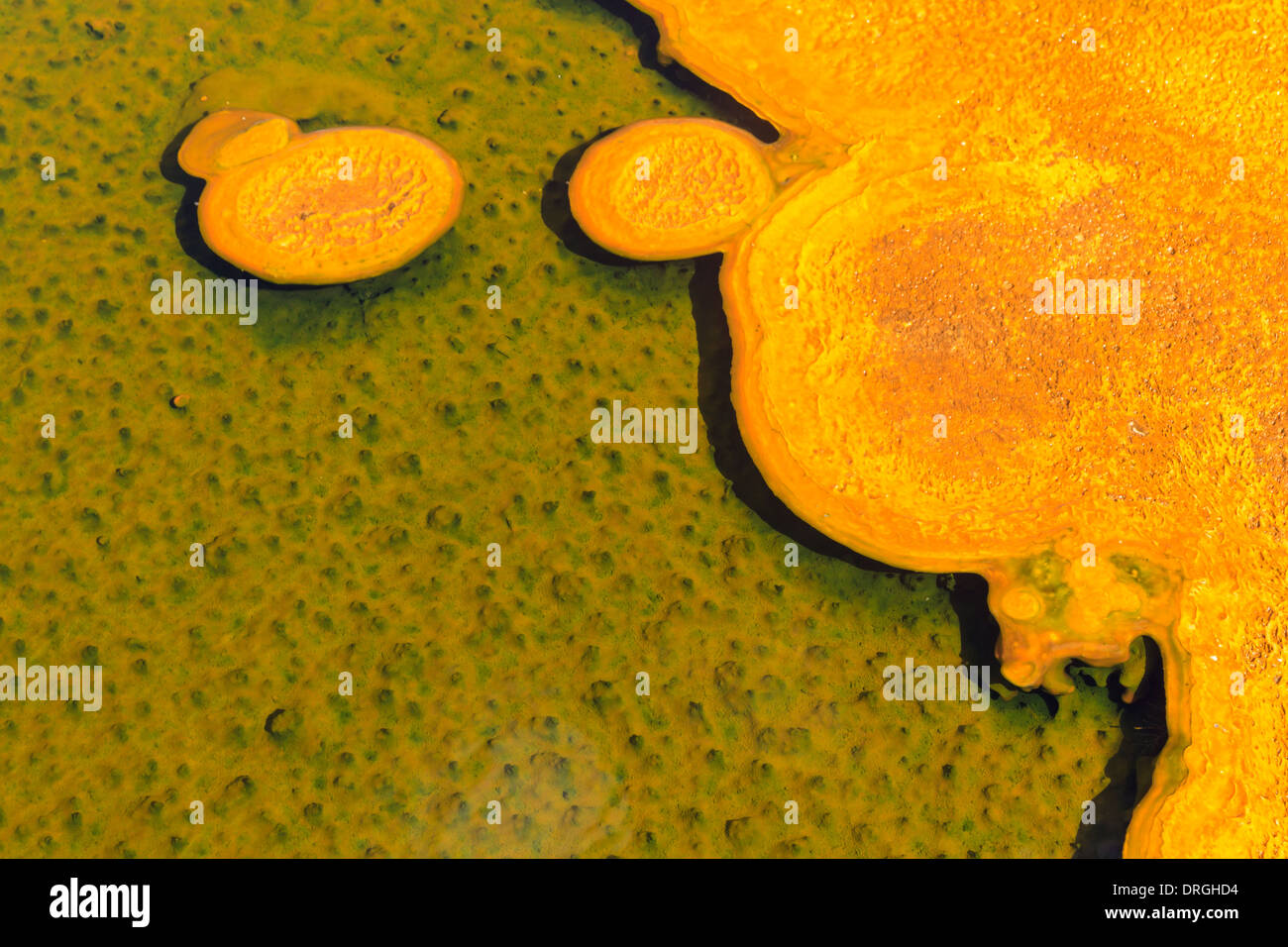 Mikrobielle Matten in geothermische Pools, Yellowstone-Nationalpark, Wyoming Stockfoto