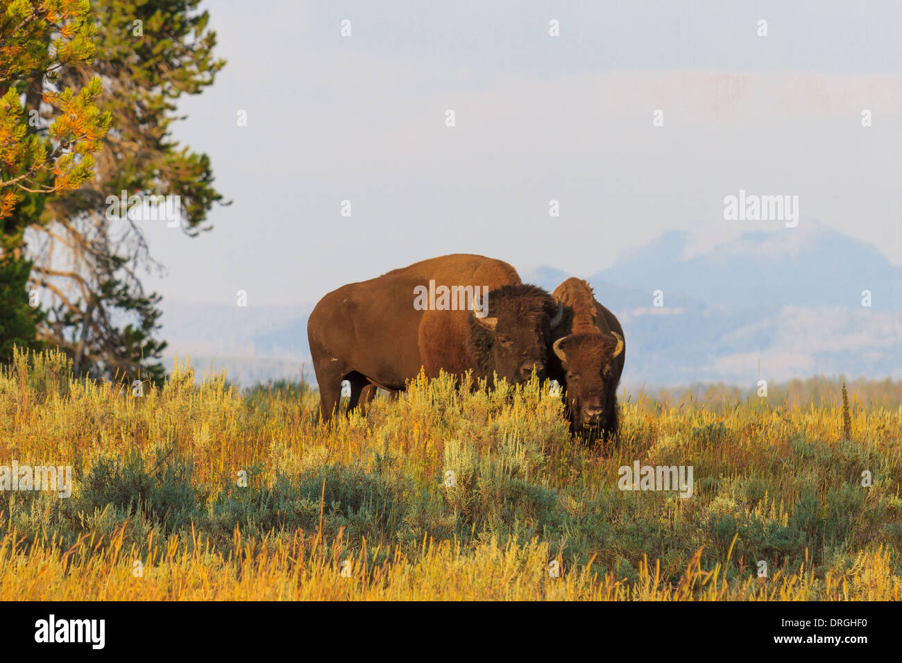 Büffel / Bisons im hohen Grass im Yellowstone-Nationalpark, Wyoming Stockfoto
