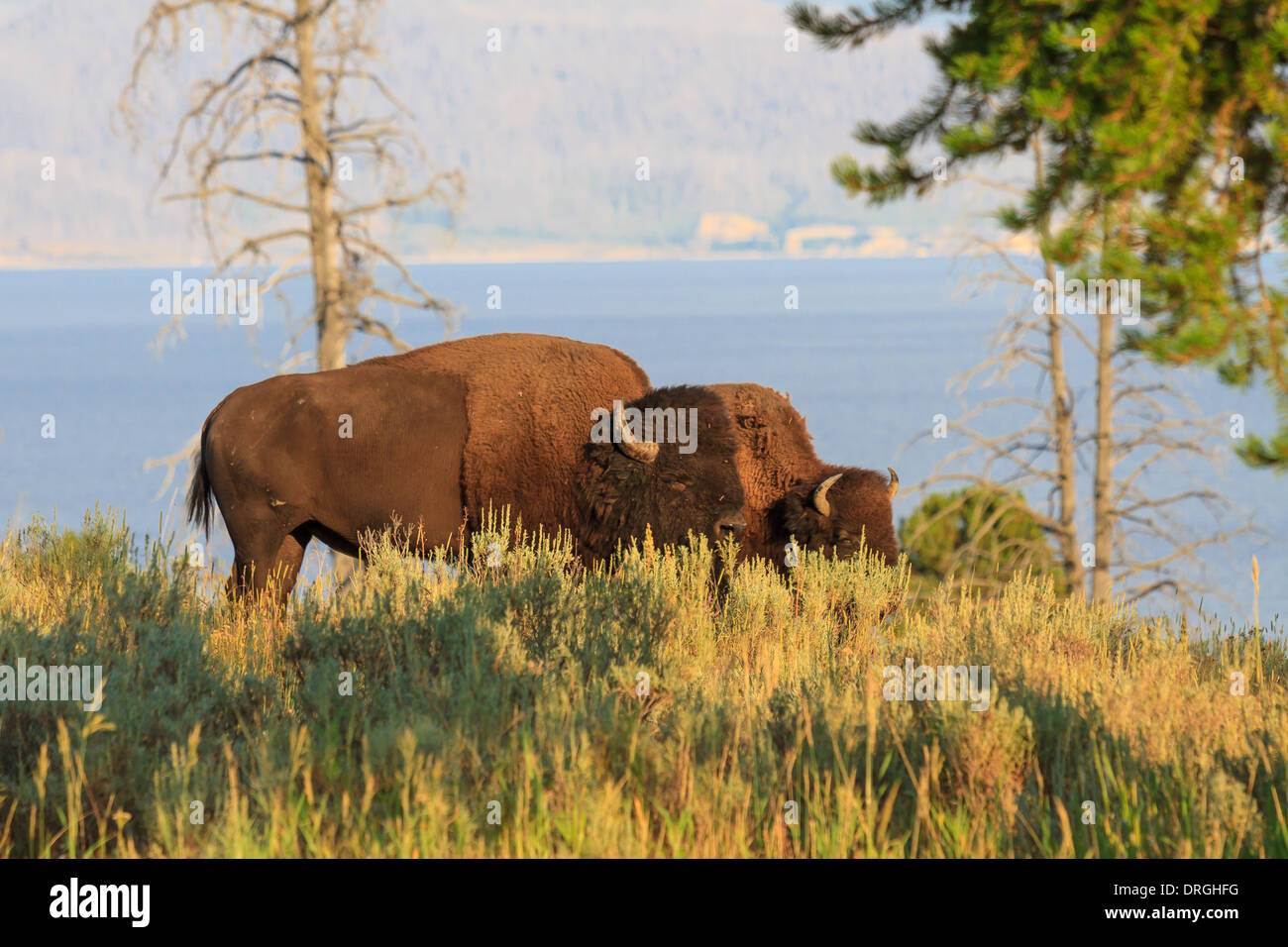 Büffel / Bisons im hohen Grass im Yellowstone-Nationalpark, Wyoming Stockfoto