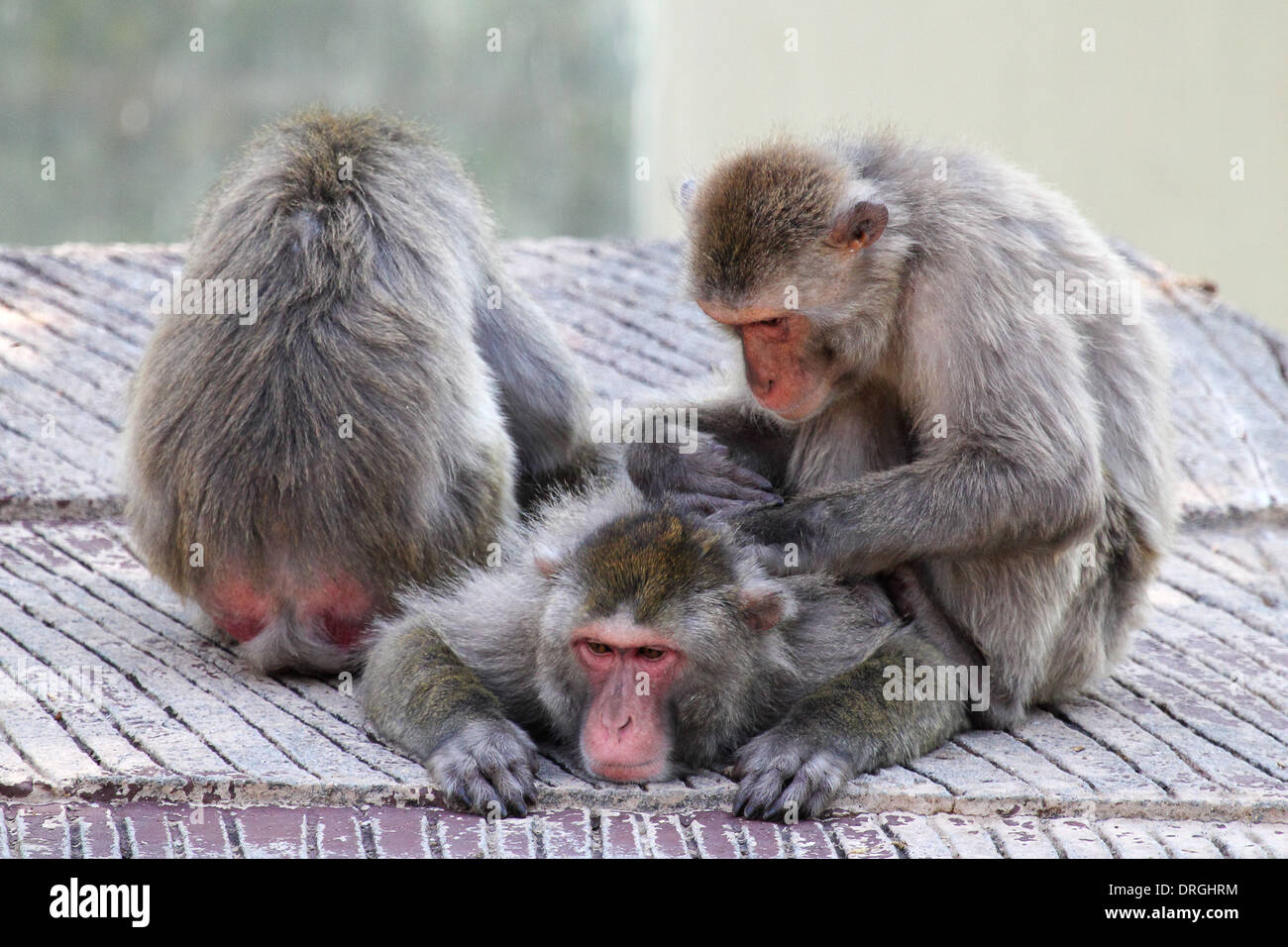 Eine Gruppe von japanischen Makaken-Affen (Macaca Fuscata) Pflege und Entspannung Stockfoto