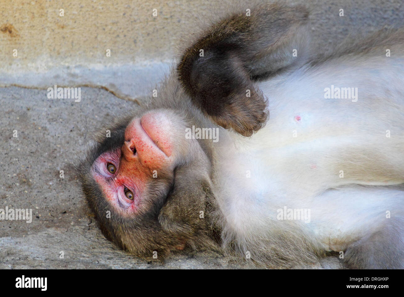 Einen japanischen Makaken Affen (Macaca Fuscata) liegen und ruhen Stockfoto