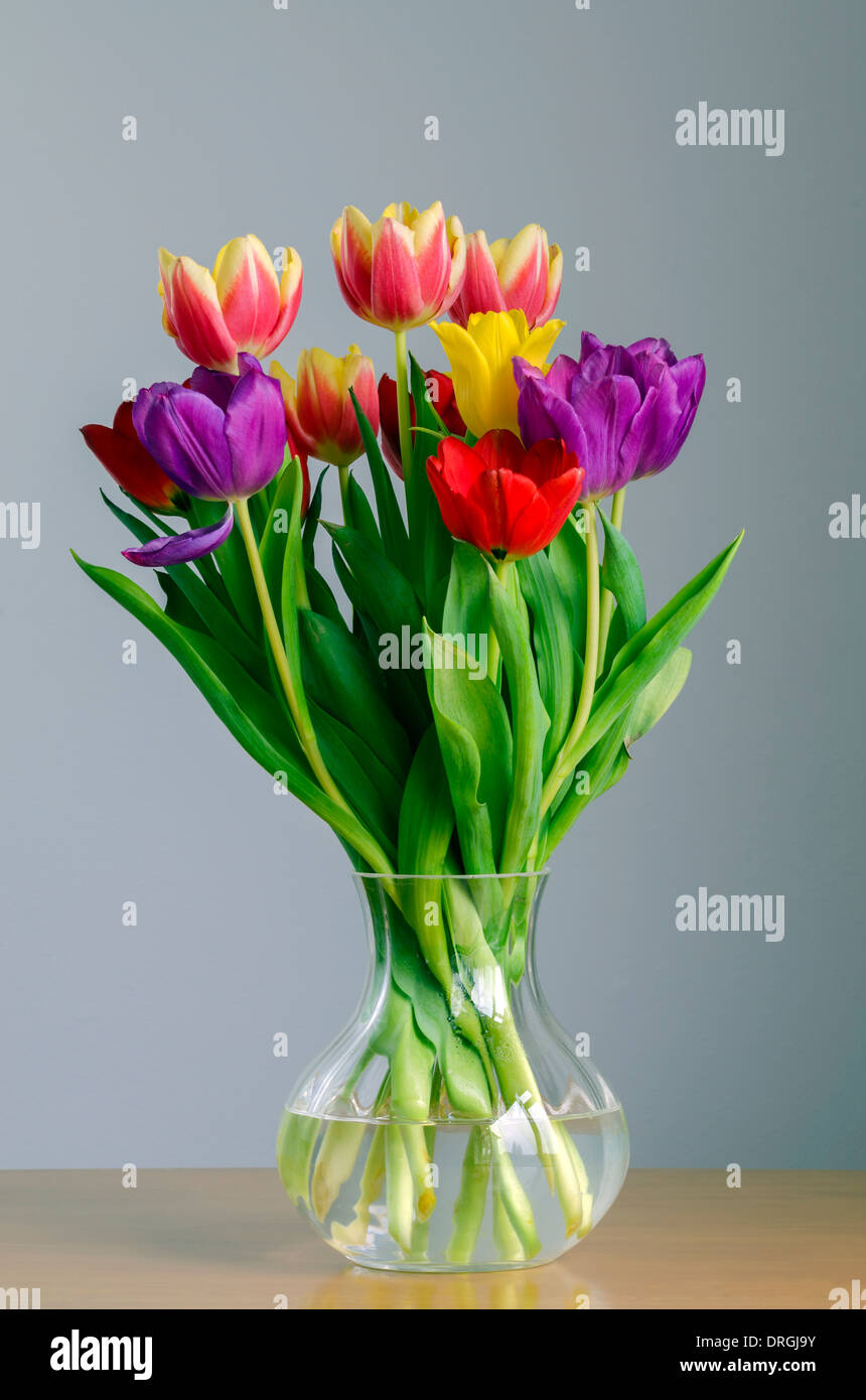 Stillleben-Darstellung der bunten Tulpen in einer Glasvase Stockfoto