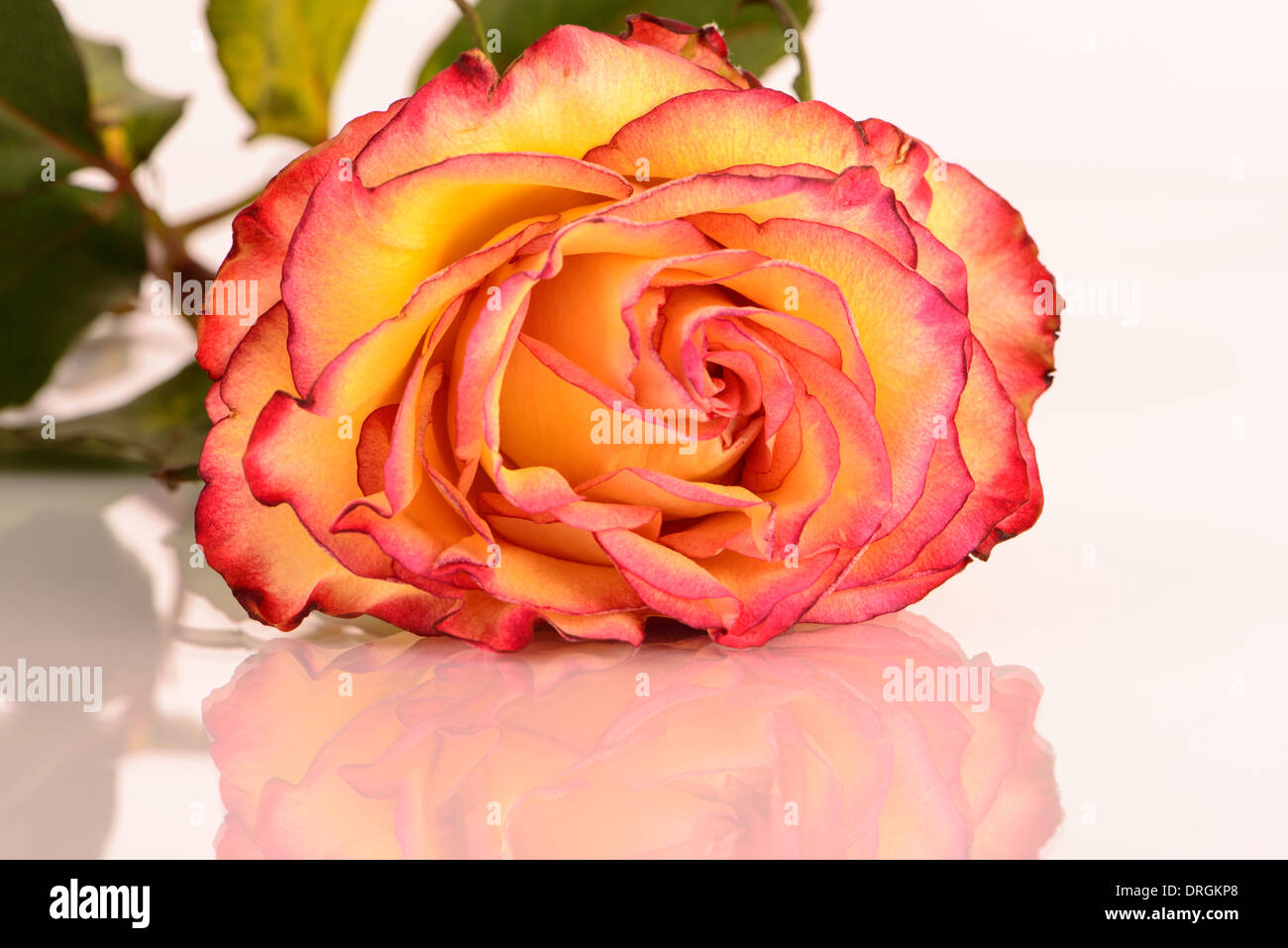 Gelbe Rose mit rosa Kanten auf einer Glasoberfläche mit Reflexionen. Stockfoto