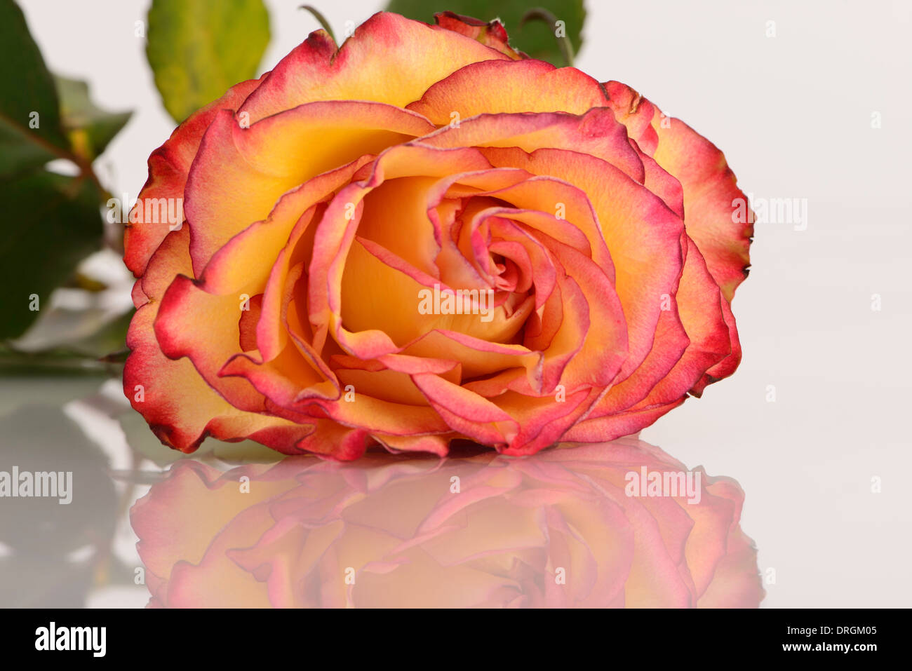 Gelbe Rose mit rosa Kanten auf einer Glasoberfläche mit Reflexionen. Stockfoto