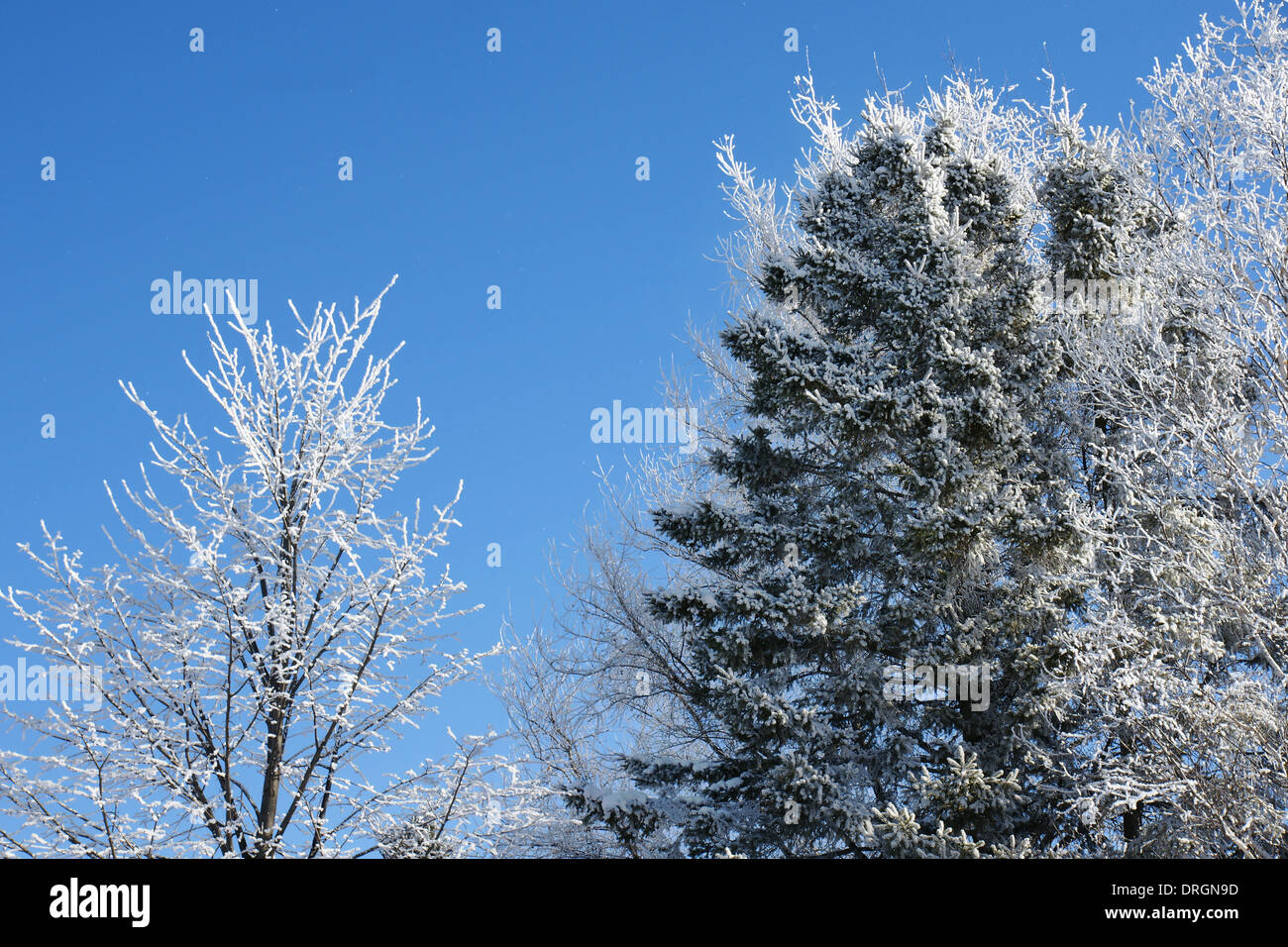 Gefrorene Bäume mit Schnee bedeckt an schönen Wintertag mit blauem Himmel Stockfoto