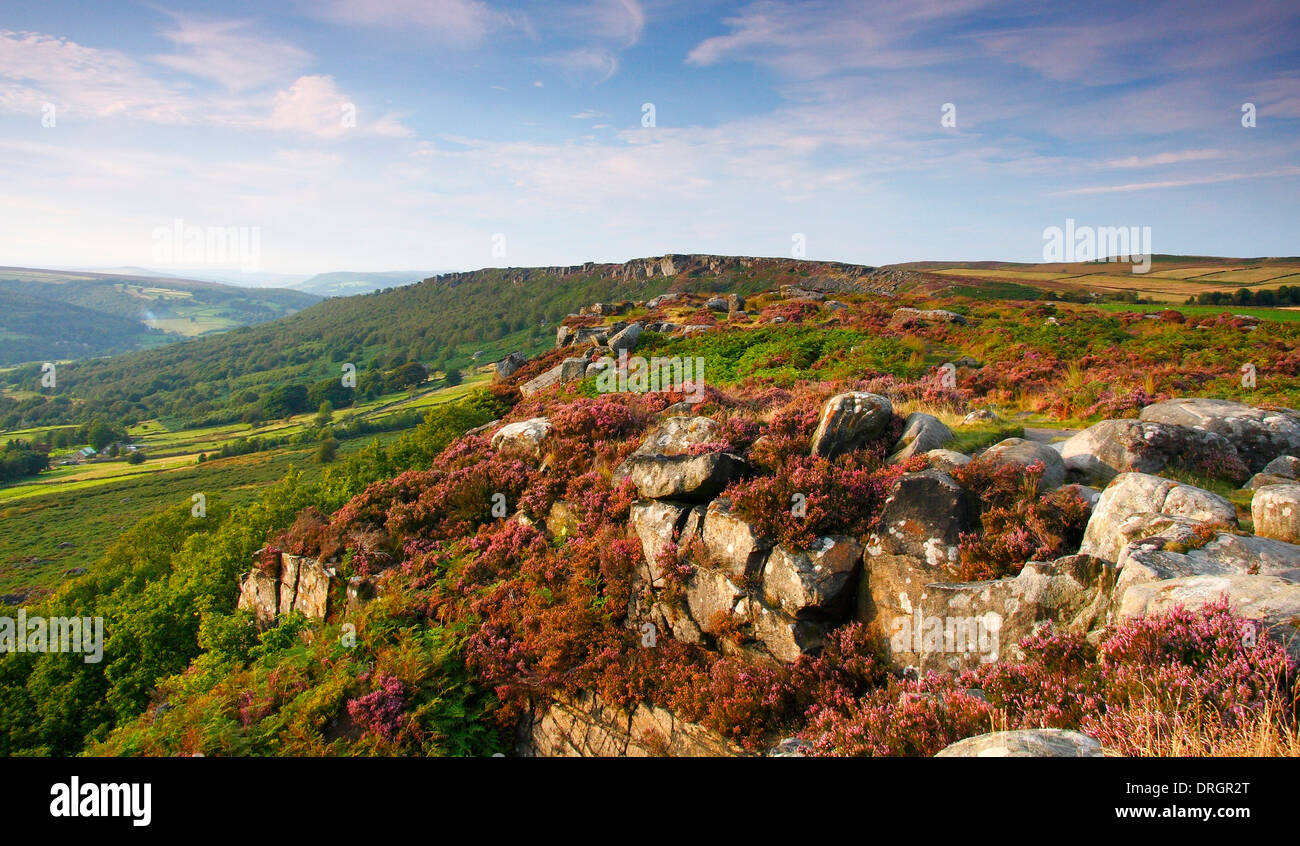 Blühende Heide (Ling) hochkant Baslow suchen, Curbar Rand, Peak District National Park, Derbyshire, UK - Sommer Stockfoto