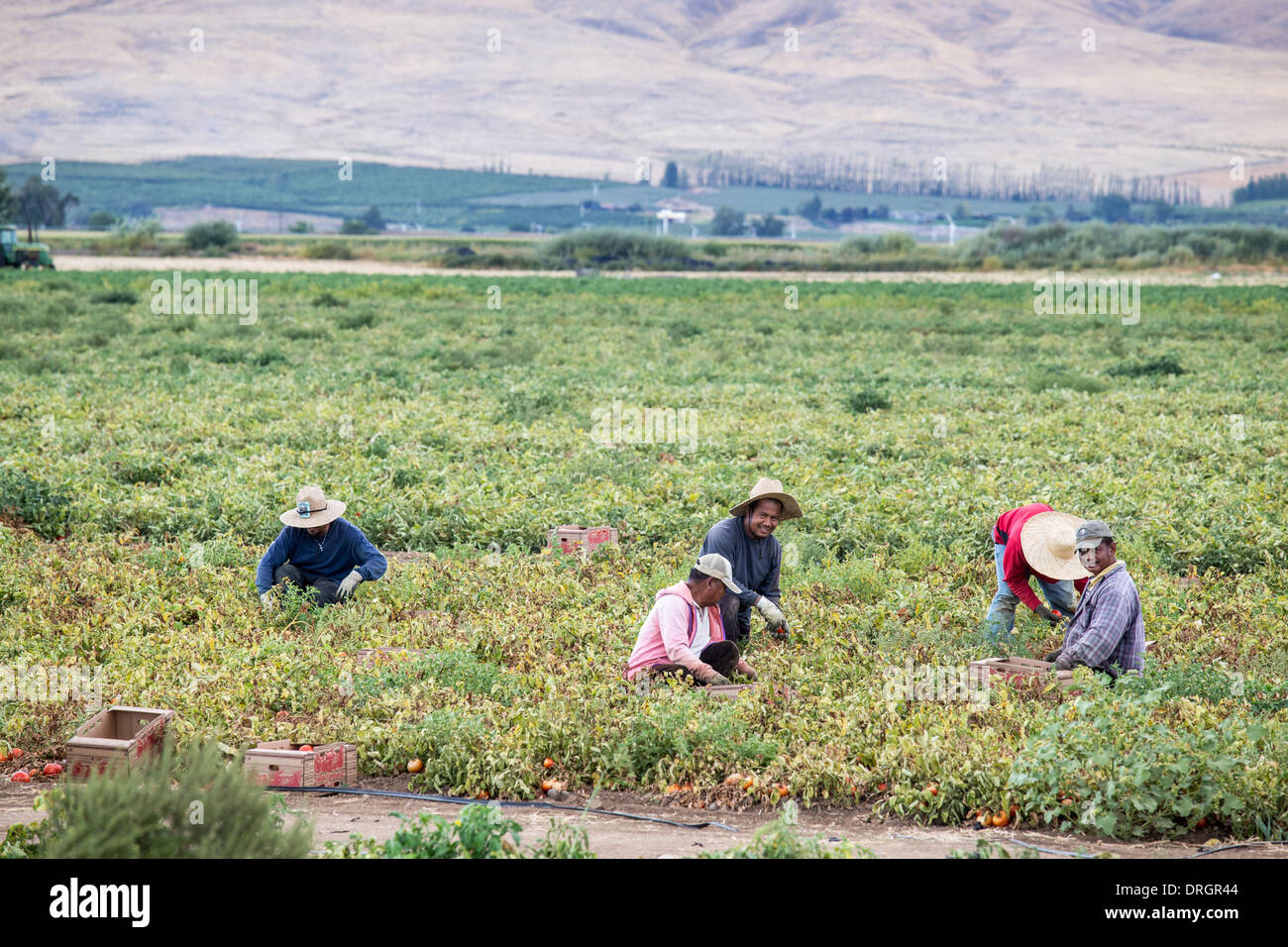 Mexikanische Wanderarbeiter Kommissionierung Tomaten in Yakima, Washington, USA Stockfoto
