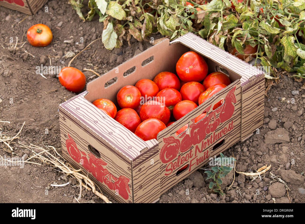 Tomaten gepflückt von mexikanischen Wanderarbeiter in Yakima, Washington, USA Stockfoto