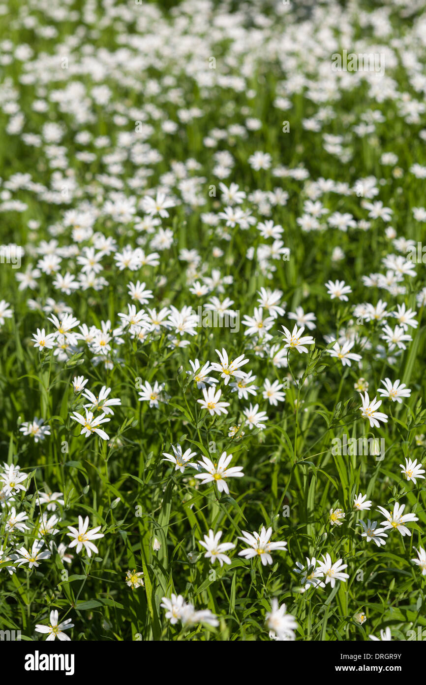 Größere Stitchwort Blumenteppich im Frühjahr Stockfoto