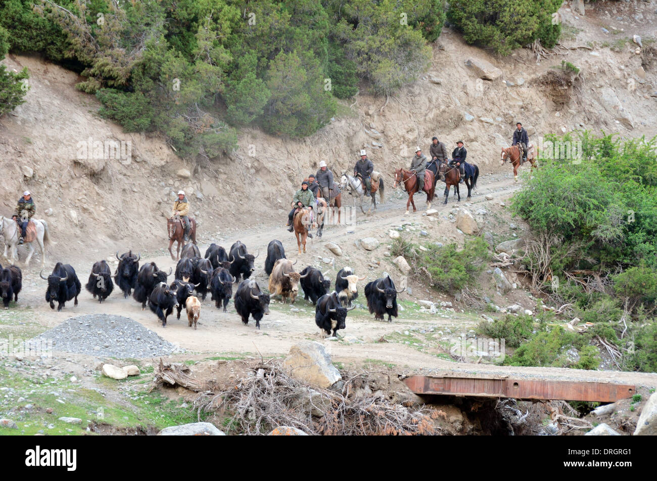 Kirgisischen Nomaden herding eine Yak-Herde in den Bergen des südlichen Kirgistan Stockfoto