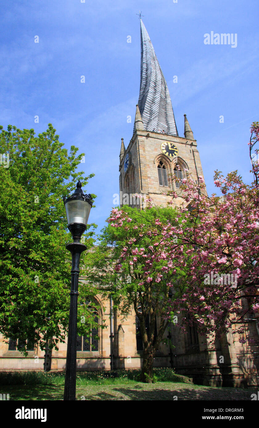 Frühling Cherry Blossom außerhalb St. Mary und All Saints Parish Church oder "Crooked Spire', Chesterfield, Derbyshire, UK Stockfoto