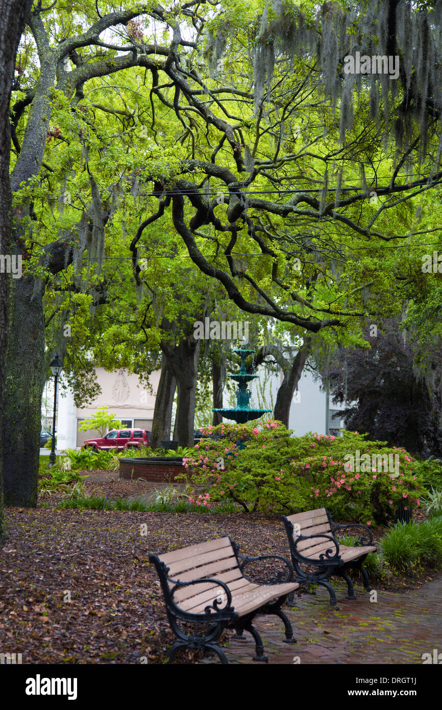 Savannah Georgia, viele Parks sind gefüllt mit großen südlichen Live Oaks mit spanischem Moos bedeckt. Nach einem Regen schön. Stockfoto