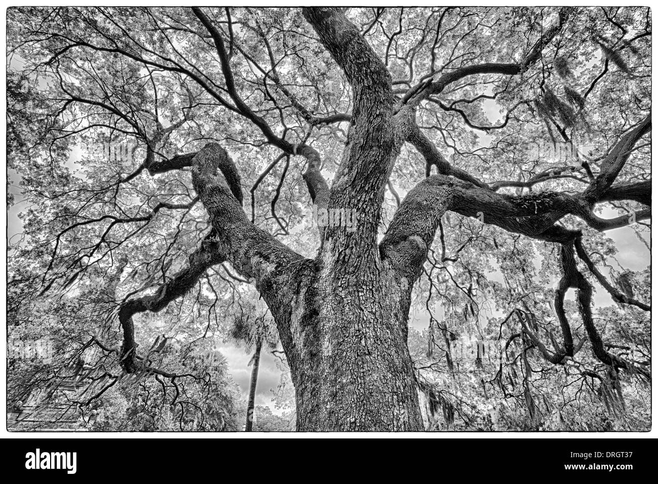 Die berühmte live südlichen Eichen bedeckt in spanischem Moos wächst in Savannahs historischen Plätzen. Savannah, Georgia Stockfoto