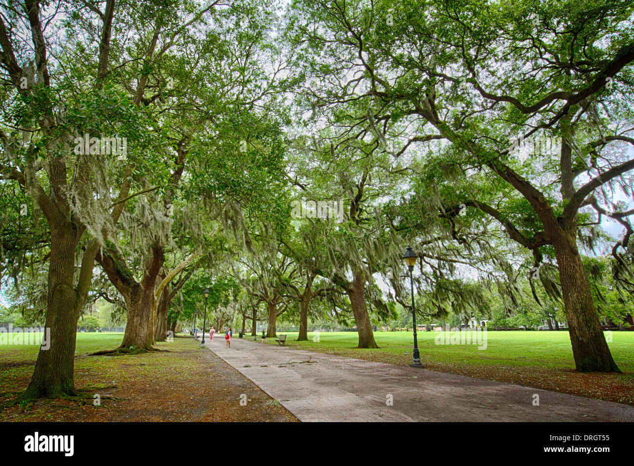 Savannah Georgia, viele Parks sind gefüllt mit großen südlichen Live Oaks mit spanischem Moos bedeckt. Nach einem Regen schön. Stockfoto