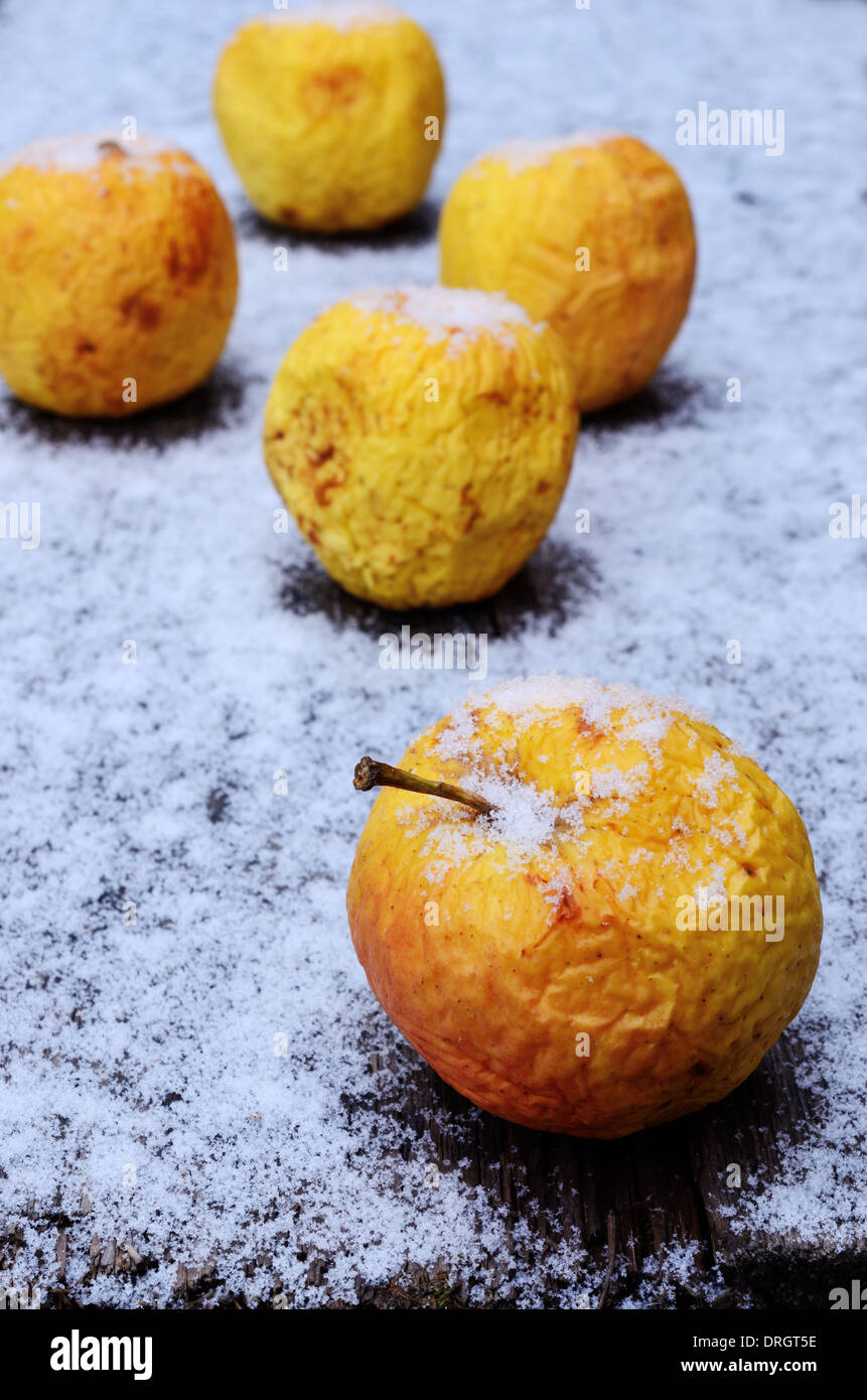 faltige gelben Äpfeln im Schnee, vertikale Stockfoto