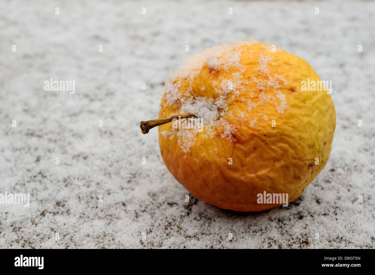 faltiger gelber Apfel im Winter mit Schnee bedeckt. Stockfoto