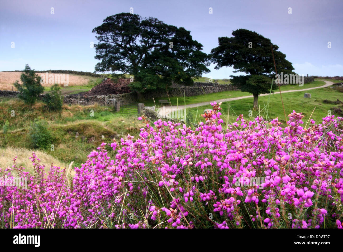Bell Heidekraut (Erica Cinerea) in Blüte durch den Pfad neben dem Baslow Rand, Peak District National Park, Derbyshire, UK Stockfoto