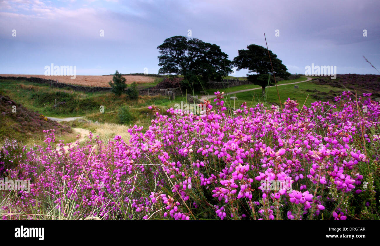 Bell Heidekraut (Erica Cinerea) in Blüte durch den Pfad neben dem Baslow Rand, Peak District National Park, Derbyshire, UK Stockfoto