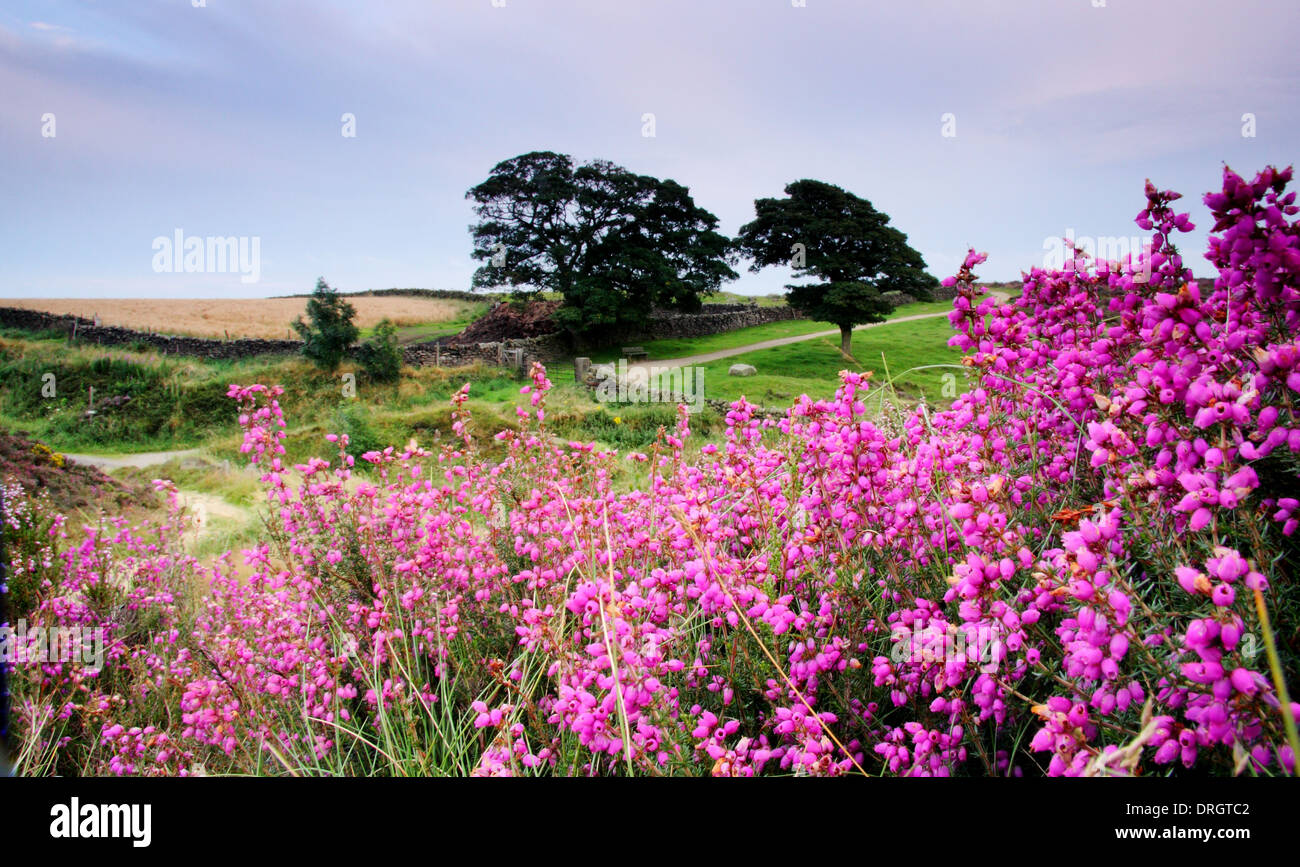 Bell Heidekraut (Erica Cinerea) in Blüte durch den Pfad neben dem Baslow Rand, Peak District National Park, Derbyshire, UK Stockfoto