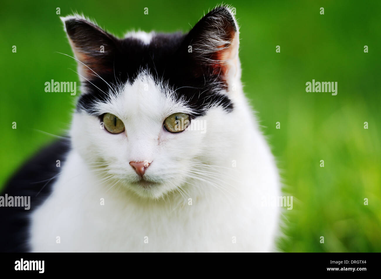 Katze freut sich neugierig vor grünem Hintergrund Stockfoto