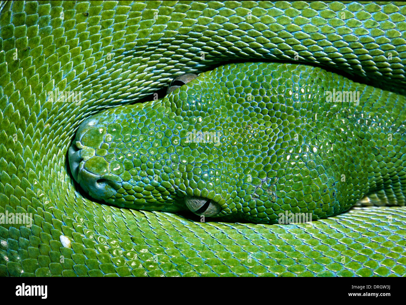 Grüner Baumpython Morelia Viridis, Würgeschlangen, Neuguinea, Indonesien Inseln Stockfoto