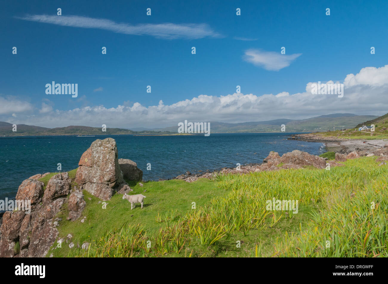 Schafe neben Loch Na Keal an Clachandhu Isle of Mull Argyll & Bute Schottland Stockfoto