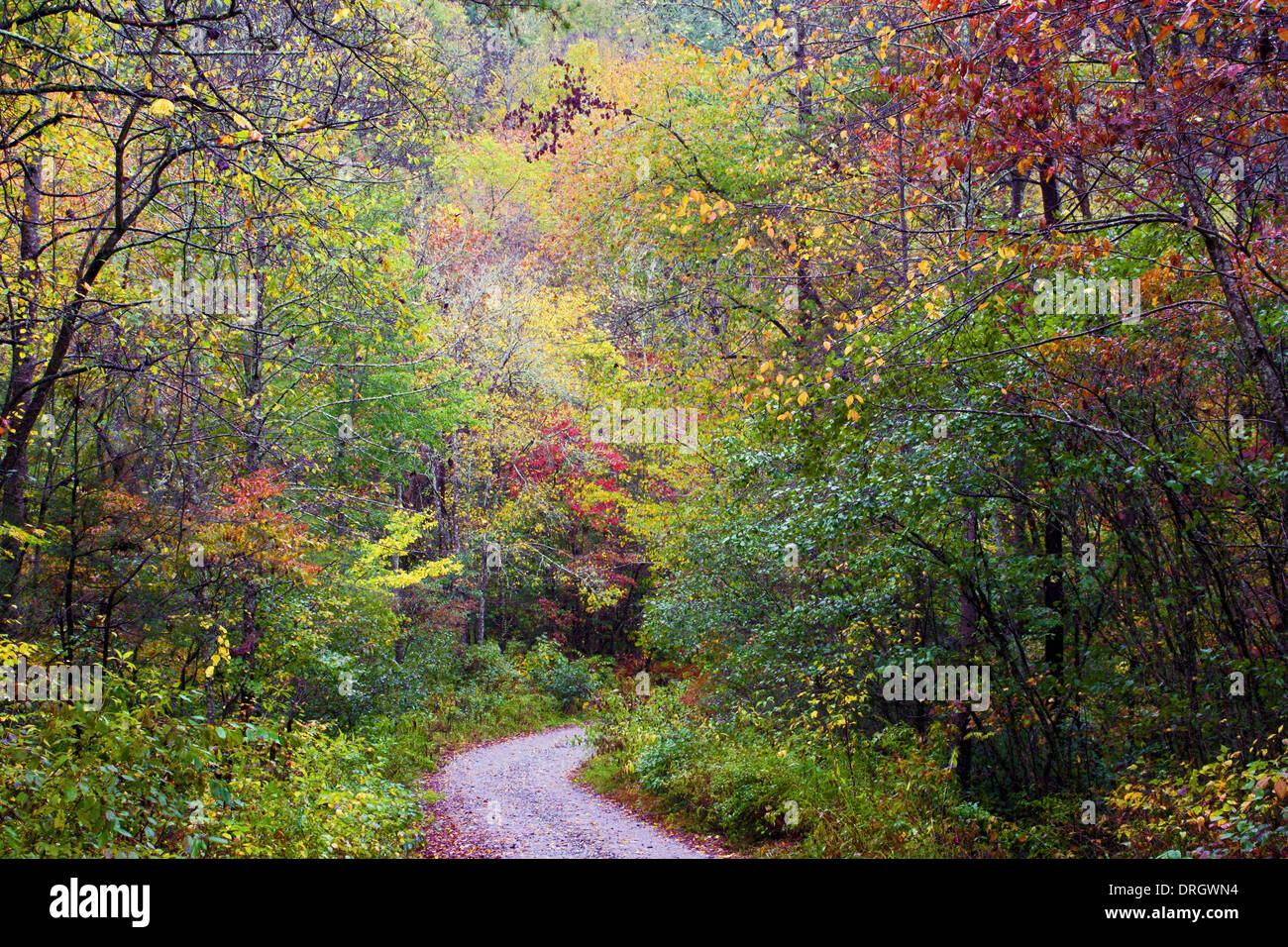Ein gewundener Pfad im Chattahoochee-Oconee National Forest, Georgia, USA Stockfoto