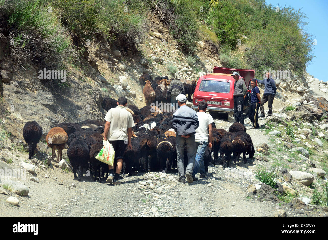 Schaf-Stau auf einer Bergstraße in südlichen Kirgistan Stockfoto