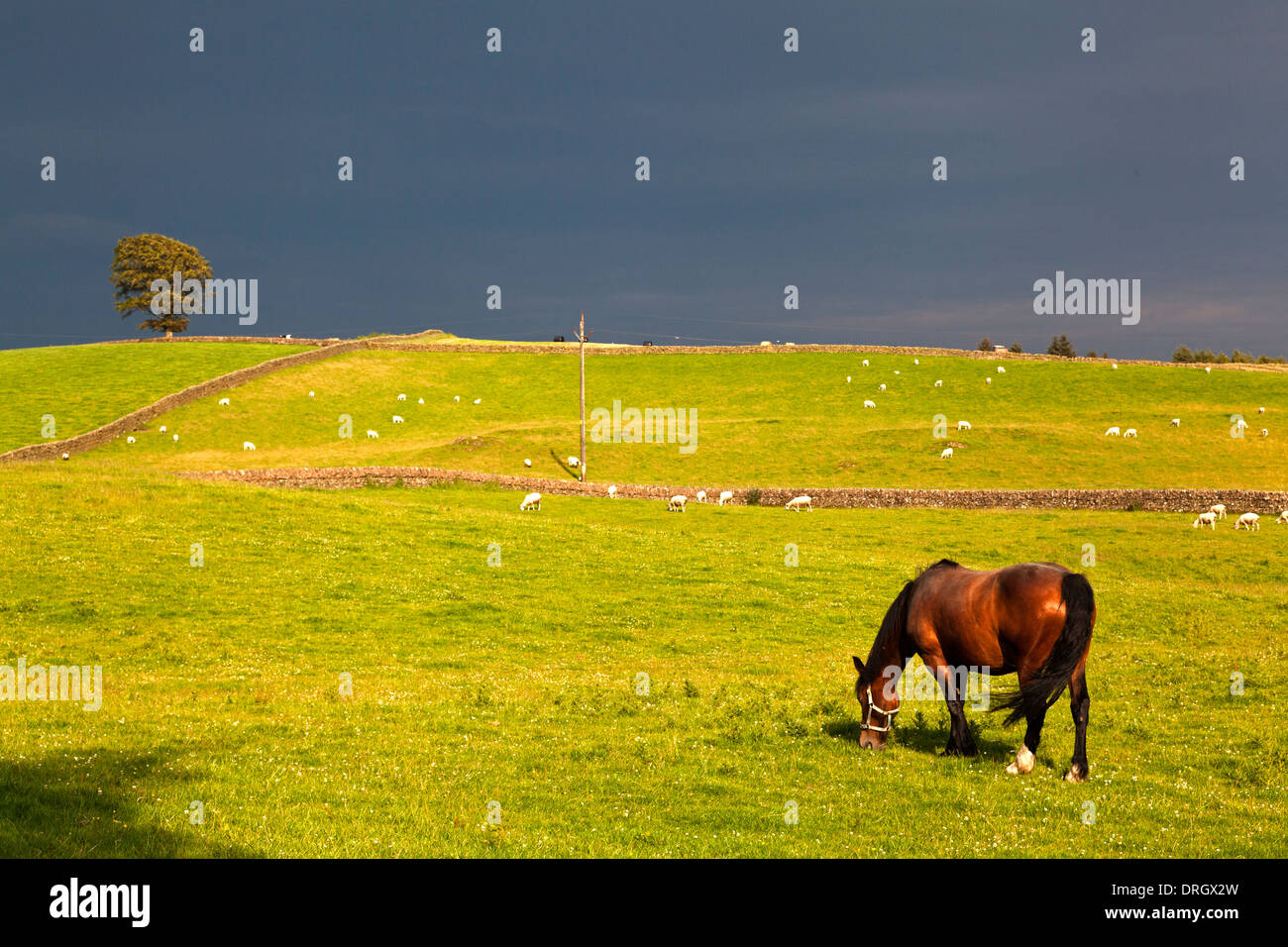 Pferd im sonnigen Feld mit stürmischen Himmel hinter Crocketford, Dumfries & Galloway Stockfoto