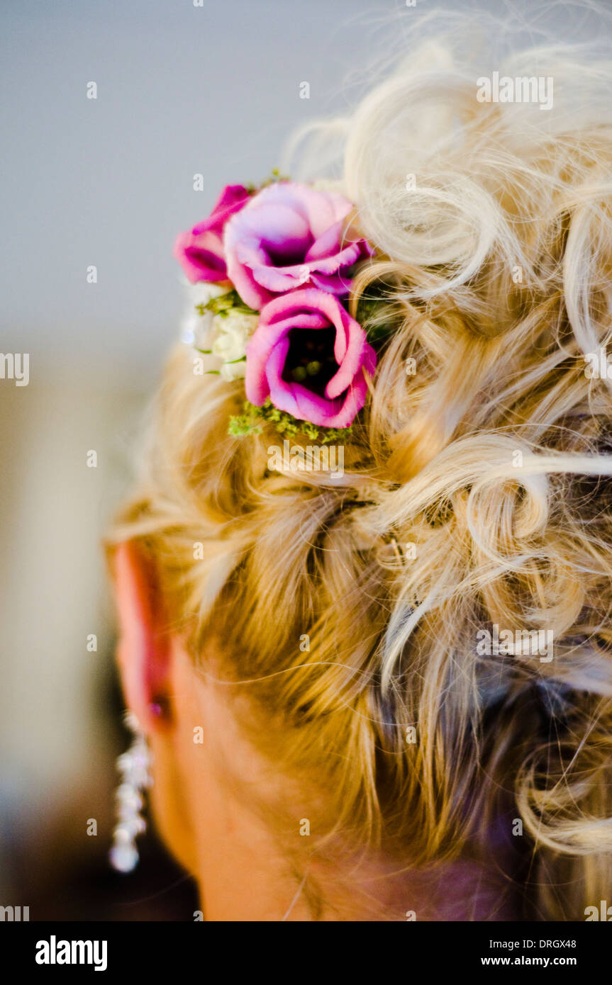 Eine Kopfbedeckung der Blüten einer Braut Stockfoto