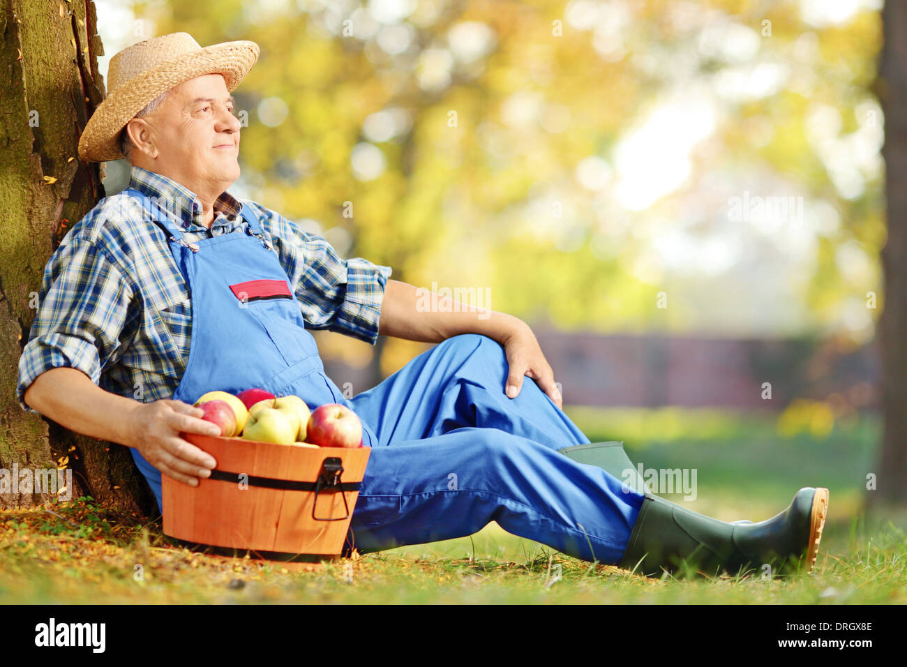 Männliche Arbeiter in Latzhosen mit Korb der geernteten Äpfel sitzen im Obstgarten Stockfoto