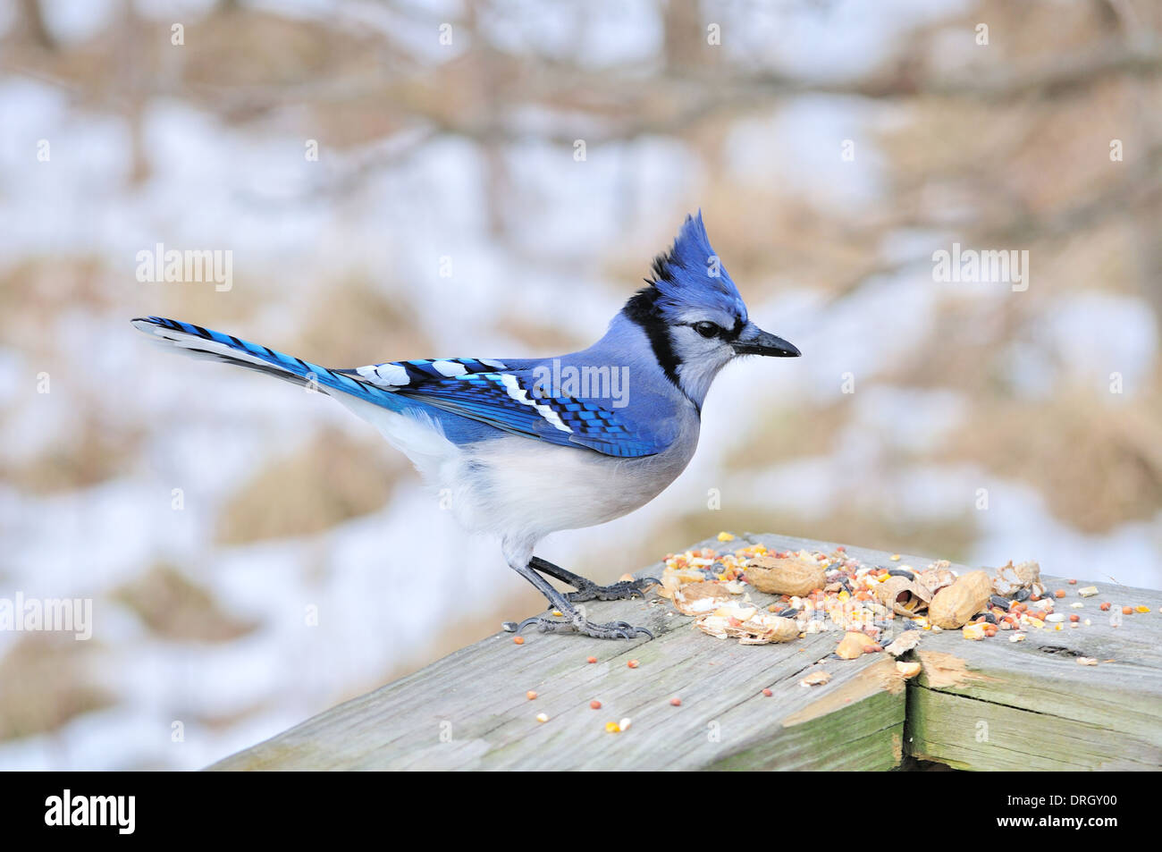 Ein Blue Jay thront auf hölzernen Schienen. Stockfoto