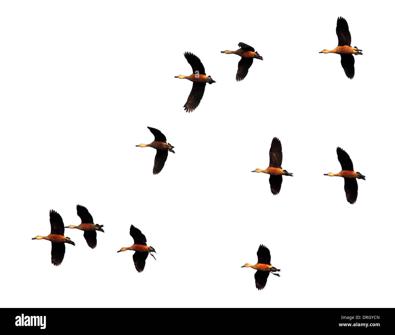 Flug der Zugvögel in Bangladesch Stockfoto