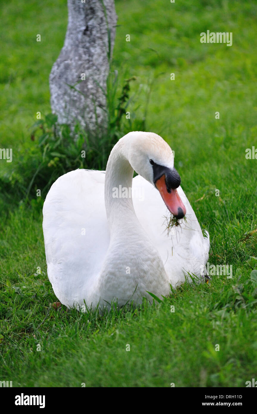 Bild von einem Erwachsenen Schwan füttern und ruhen Stockfoto Bild von einem Erwachsenen Schwan füttern und ruhen Stockfoto