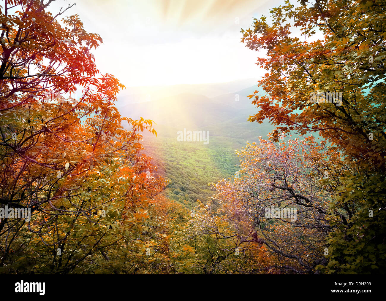 Morgen Sonnenstrahlen in schönen herbstlichen Bergwald Stockfoto