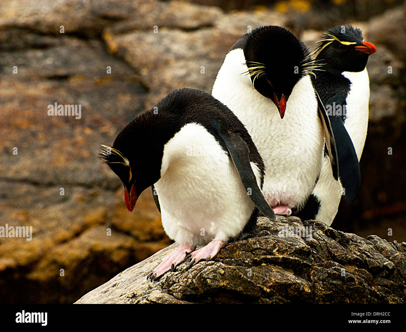 Südlichen Rockhopper Penguins (Eudyptes Chrysocome) Hals Saunders Insel Falkland-Süd Atlantik Stockfoto
