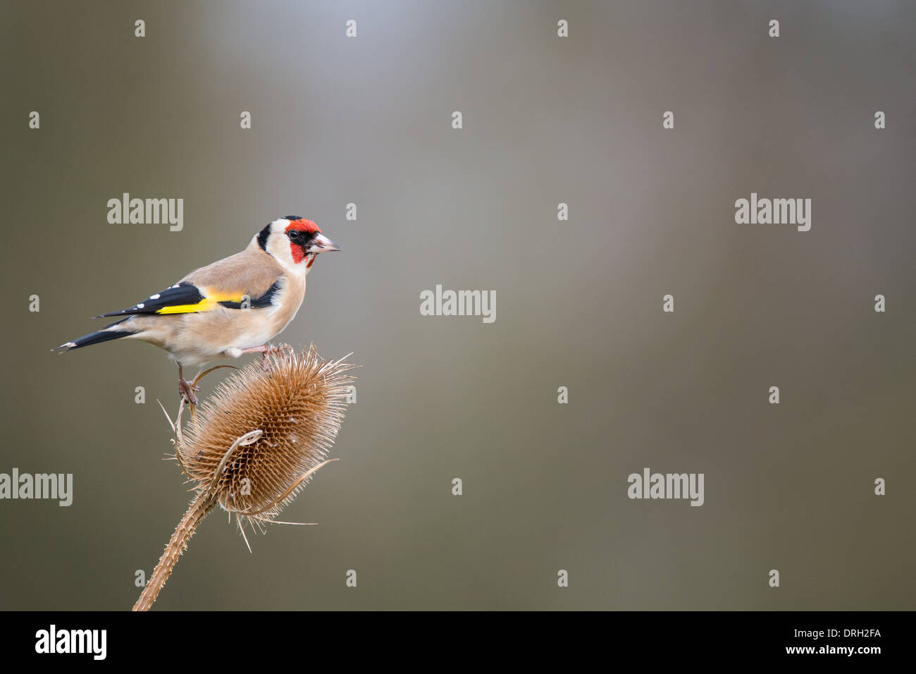 Stieglitz (Zuchtjahr Zuchtjahr) auf eine Karde. Stockfoto