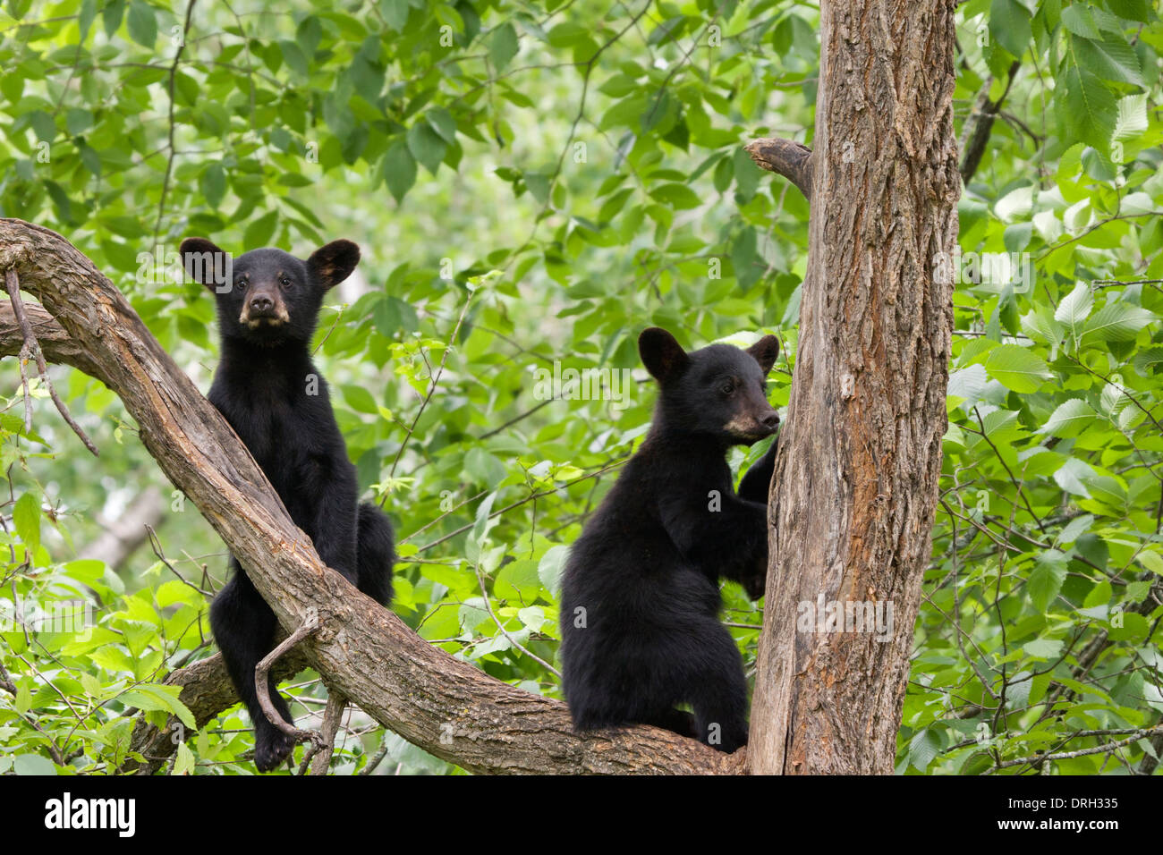 Zwei schwarze Bärenjunge in einem Baum Stockfoto