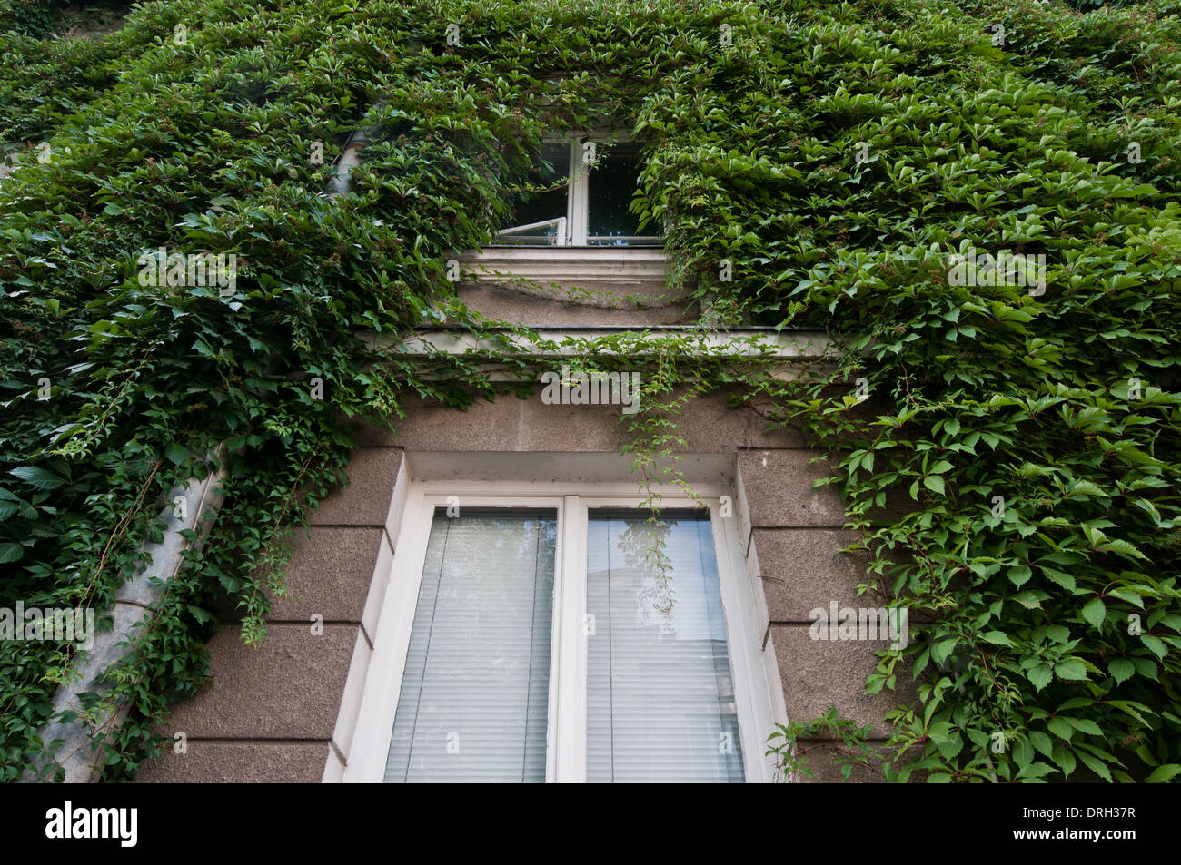 grnen Efeu bedeckt eine Wand mit Balkon auf alten Mietshaus auf Stara  Ochota Bezirk in Warschau, Polen Stockfotografie - Alamy