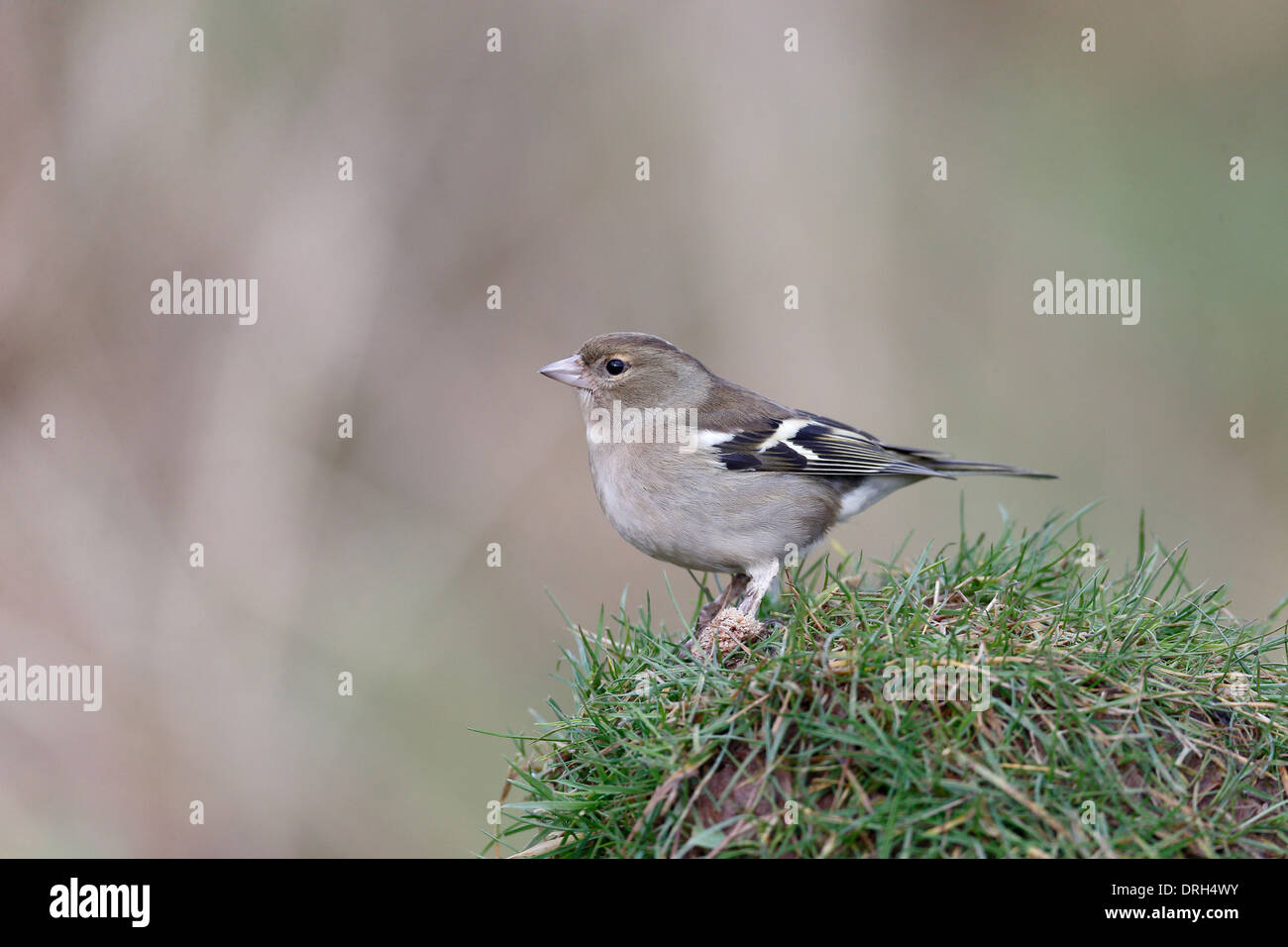 Buchfink, Fringilla Coelebs, einzelnes Weibchen am Boden mit Kranken Beinen, Warwickshire, Januar 2014 Stockfoto